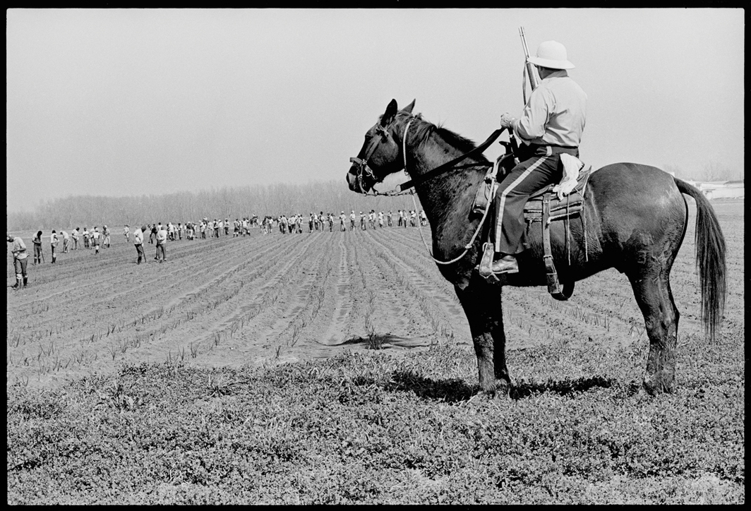 Image of a prison guard sitting on a horse and holding a gun while men work in the field behind.